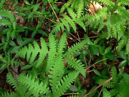 {Phegopteris hexagonoptera}